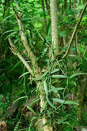 How vanilla grows van Frank's Awesome Travels