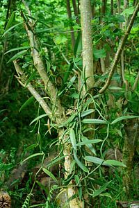 How vanilla grows
