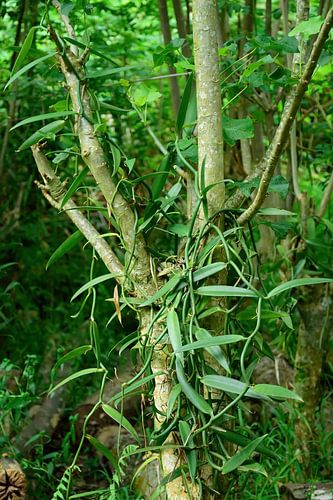 How vanilla grows