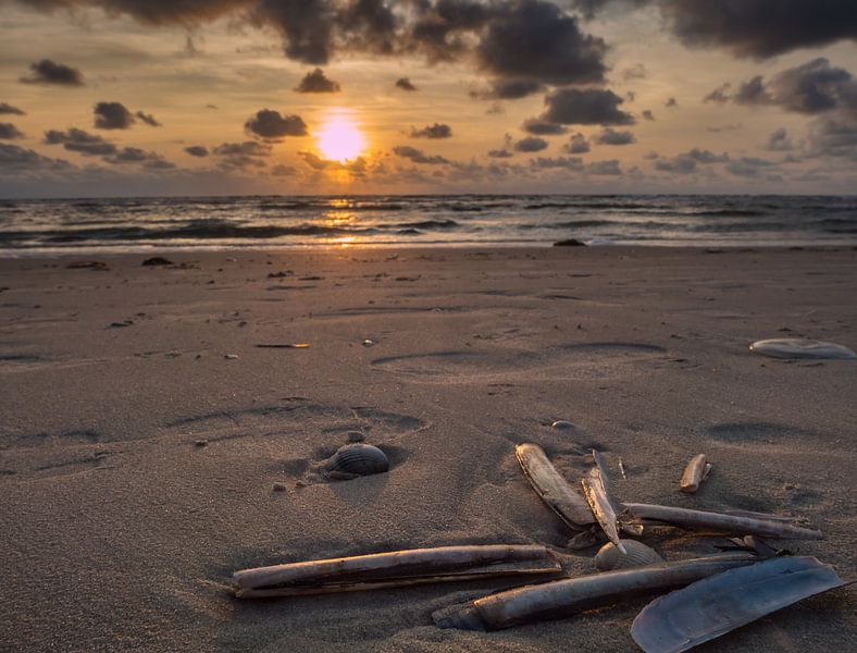Muscheln am Wattenmeer an der Nordsee von Animaflora PicsStock