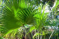 Exotic plants in garden