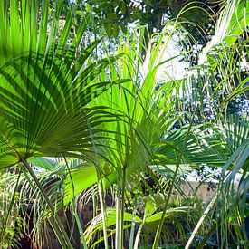 Exotische planten in tuin van Helga Kuiper