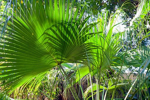 Exotische planten in tuin