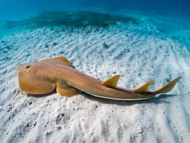 Geigenrochen von oben beim Gleiten über eine helle Sandfläche von Laura Georgi Tier- und Ladschaftsfotografie
