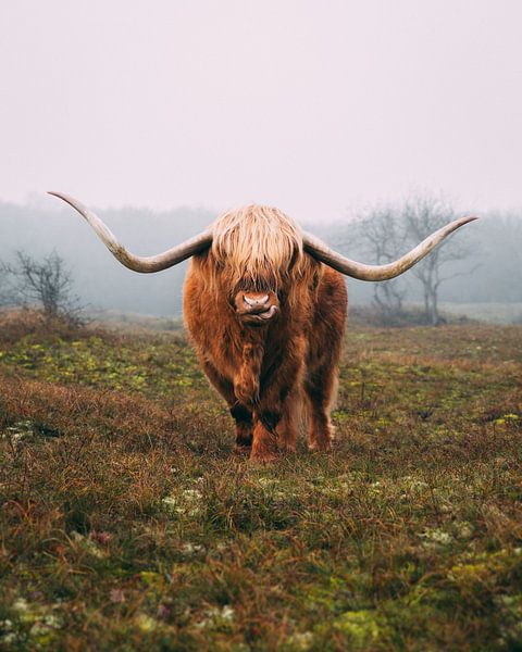 Schotse Hooglander van Larissa van Hooren