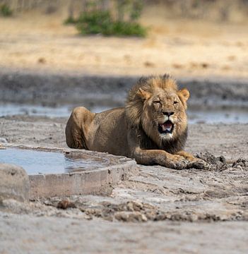 African lion lying at the waterhole in Namibia, Africa by Patrick Groß