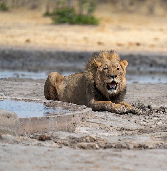 Afrikanischer Löwe liegt am Wasserloch in Namibia, Afrika von Patrick Groß