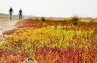 Zeekraal op Goeree van Frans Blok - foto's, kunst en andere wanddecoratie thumbnail
