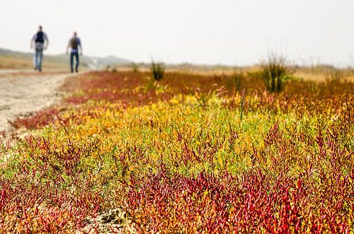 Salicornia, red, yellow and green