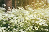 Whistlewort in the forest