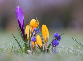 Crocus sur Charelle Roeda