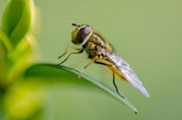 Close-up van een zweefvliegje