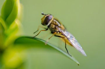 Close-up of a hoverfly by Jorick van Gorp