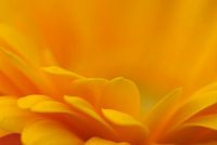 De schoonheid van de Gerbera