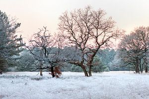 Bevroren landschap op de Veluwe