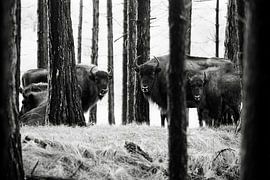 Wisents in Dünen auf der Kraansvlak von Süd-Kennemerland von Jeroen Stel