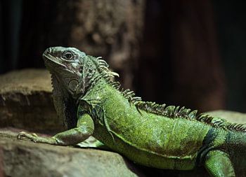Mysterious Tranquillity: The Green Iguanas.