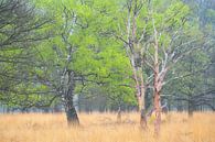 Grillige berk in mooie lente kleuren op de Kampina. van Jos Pannekoek thumbnail