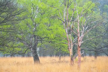 Whimsical birch in beautiful spring colors on the Kampina. by Jos Pannekoek