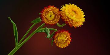 Yellow Straw Flowers by Ben Winckelmans