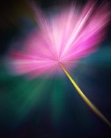 Moderne Blume Rosa Kosmos in blauem Licht