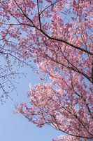 Roze kersenbloesems in Japan