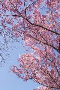 Roze kersenbloesems in Japan van Mickéle Godderis