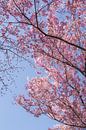 Roze kersenbloesems in Japan van Mickéle Godderis thumbnail