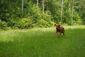 Auf der Wiese mit einem braunen Magyar Vizsla Drahthaar.