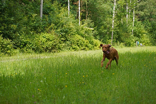 In de wei met een bruine Magyar Vizsla draadhaar.