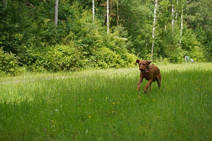 On the meadow with a brown Magyar Vizsla wirehair. by Babetts Bildergalerie