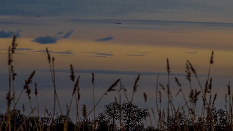 Riethalmen in het avondlicht by Jacco Bezuijen