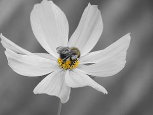 Cosmos bipinnatus flower and Bumblebee by Mirakels Kiekje