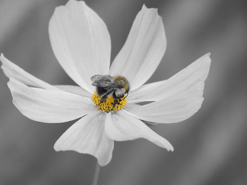 Cosmea bloem en hommel Zwart Wit