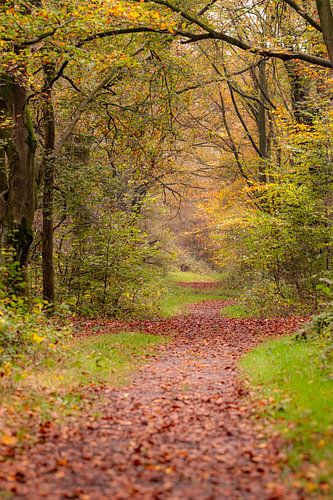 Het bos in. Mooi op canvas of acryl.