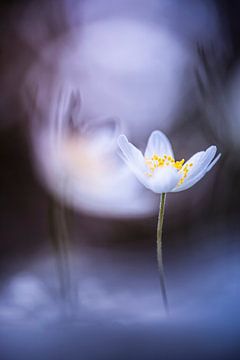 Wood anemones in a dreamy setting