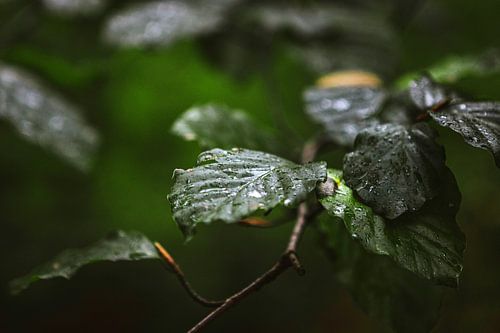 Feuilles vert foncé