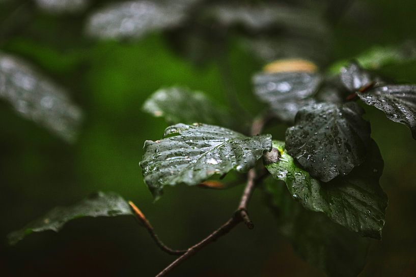 Dunkelgrüne Blätter von Maarten Borsje