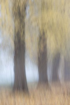 Impressie van bomen laan in herfst. van Lucia Leemans