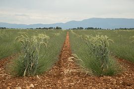 Lavender field in Valensole by Annie Keizer