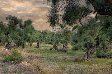 Uralte Olivenbäume in Süditalien von Patricia Hofmeester