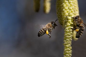 Bienen im Winter von Ulrike Leone