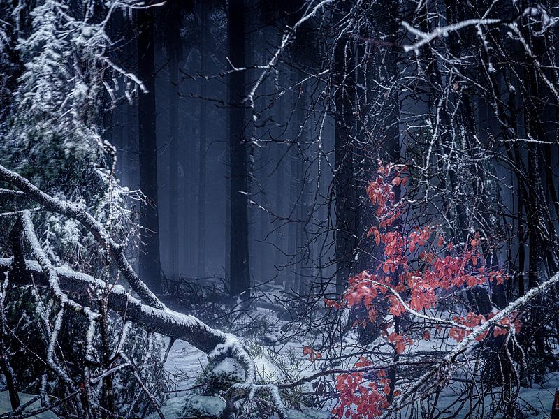 Mysterious forest by Eddy Westdijk