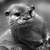 Loutre