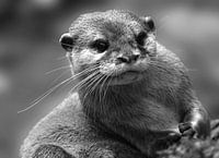 Portrait otter in black and white