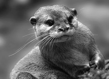 Porträt Otter in Schwarz-Weiß
