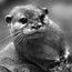 Otter