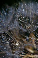 Drops on a morning star