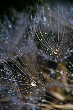 Tropfen auf einem Morgenstern