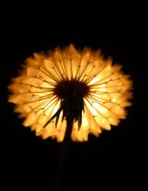 „Ember Dandelion XIII“ von Ember Bloom